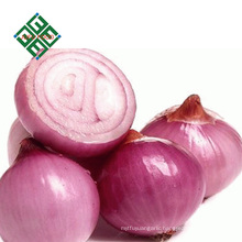 export fresh onions from China